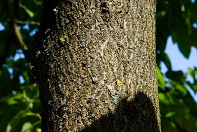 Paulownia tomentosa - pavlonie plstnatá - kůra